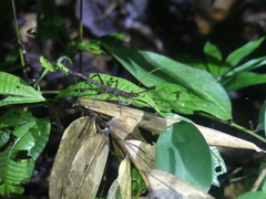 Creoxylus