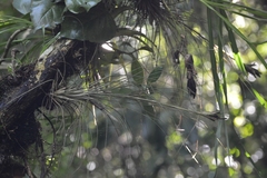 Tillandsia juncea