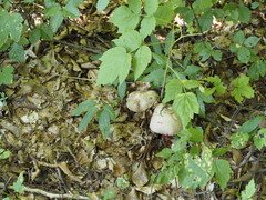 Rubroboletus rubrosanguineus