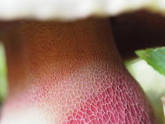Rubroboletus rubrosanguineus