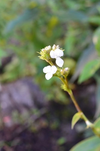 Callisia gentlei (Callisia gentlei)