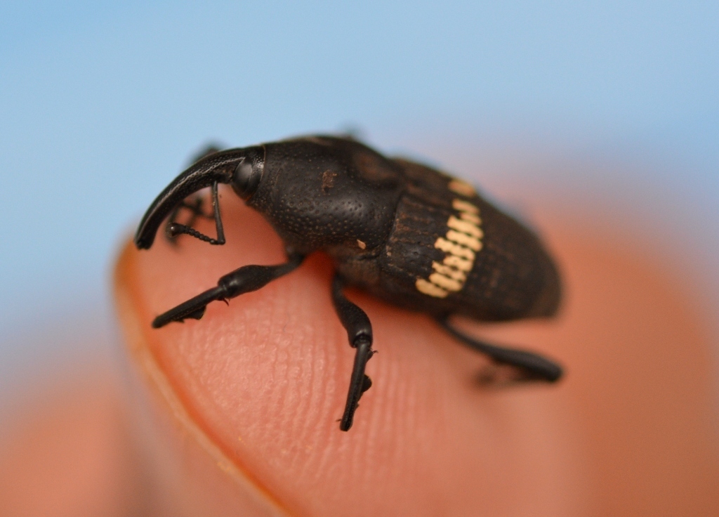 Mexican Bromeliad Weevil