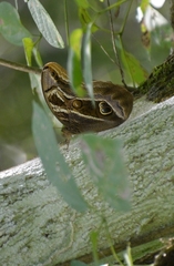 Eryphanis aesacus