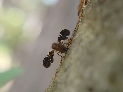 Unknown species found near Eagle, ID, USA