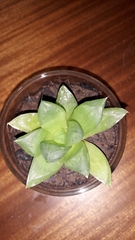 Haworthia