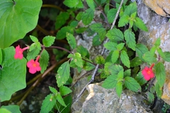 Achimenes erecta