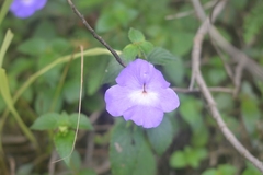 Achimenes longiflora