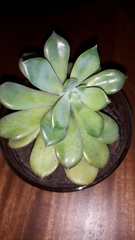 Pachyphytum