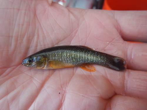 Gulf Killifish