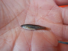 Fundulus pulvereus