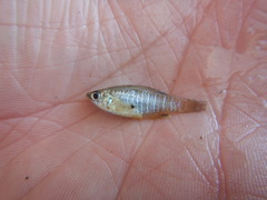 Fundulus xenicus