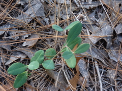 Euphorbia ipecacuanhae