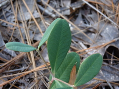 Euphorbia ipecacuanhae