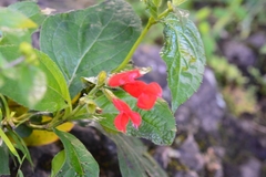 Salvia miniata