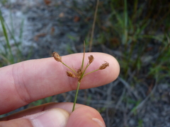 Fimbristylis puberula