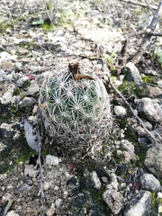 Coryphantha delicata