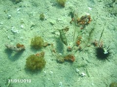 Canthigaster bennetti