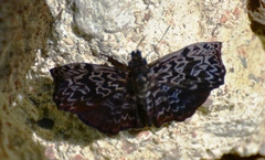 Cycloglypha thrasibulus