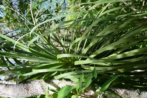 Beaucarnea goldmanii (Beaucarnea goldmanii)