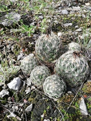 Coryphantha delicata