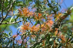 Psittacanthus schiedeanus