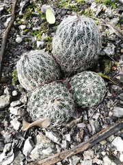 Coryphantha delicata