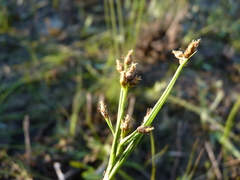 Rhynchospora nitens