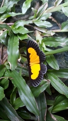 Xanthyris flaveolata