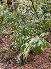 Morella cerifera image