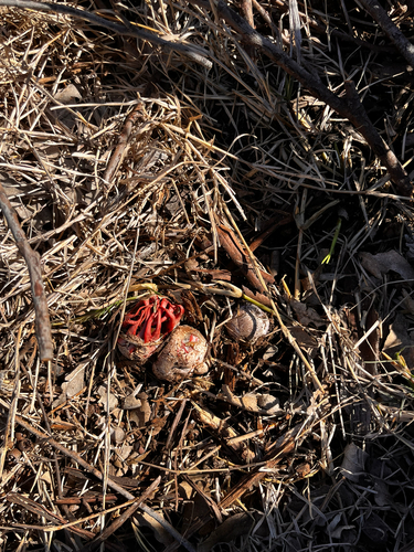 anemone stinkhorn fungus