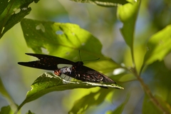 Papilio menatius victorinus