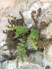 Myriopteris cooperae