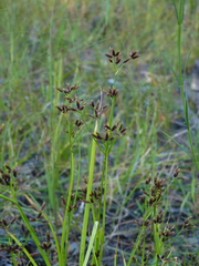 Rhynchospora nitens