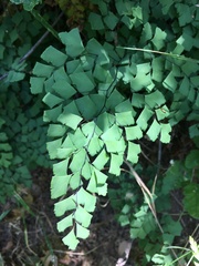 Adiantum shastense