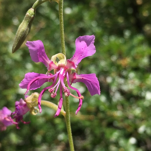 Subespecie Clarkia borealis borealis · iNaturalist Ecuador