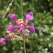 Northern Clarkia - Photo (c) Matt Berger, some rights reserved (CC BY), uploaded by Matt Berger
