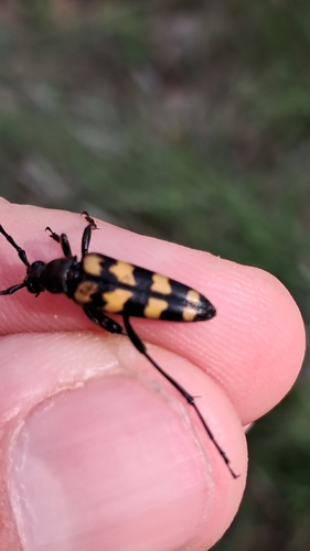four-banded longhorn beetle, 1222 AB Hilversum, Países Baixos, photo 10 of 10