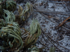 Selaginella acanthonota