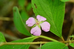 Heterocentron muricatum