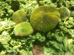 Fungia fungites