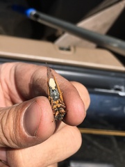 Massospora platypediae