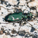Green Long-lipped Tiger Beetle - Photo (c) Marshal Hedin, some rights reserved (CC BY-NC-SA), uploaded by Marshal Hedin