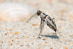 Habroscelimorpha dorsalis