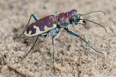 Cicindela formosa
