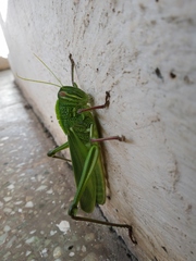 Chondracris