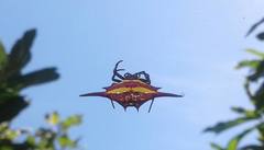 Gasteracantha milvoides