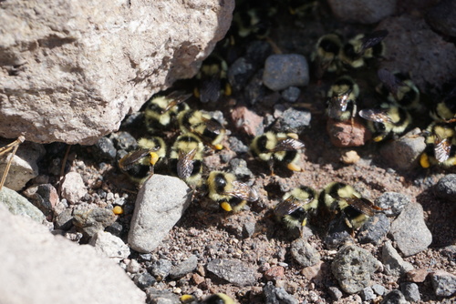 Black-tailed Bumble Bee photo 4