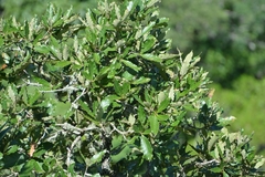 Quercus purulhana