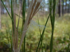 Andropogon gyrans