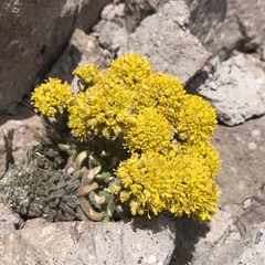 Draba aureola